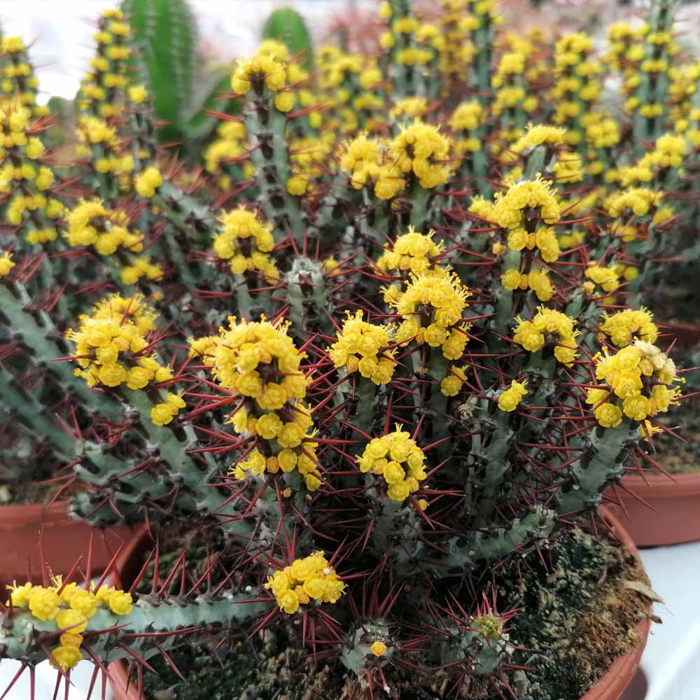 euphorbia aeuriginosa pianta