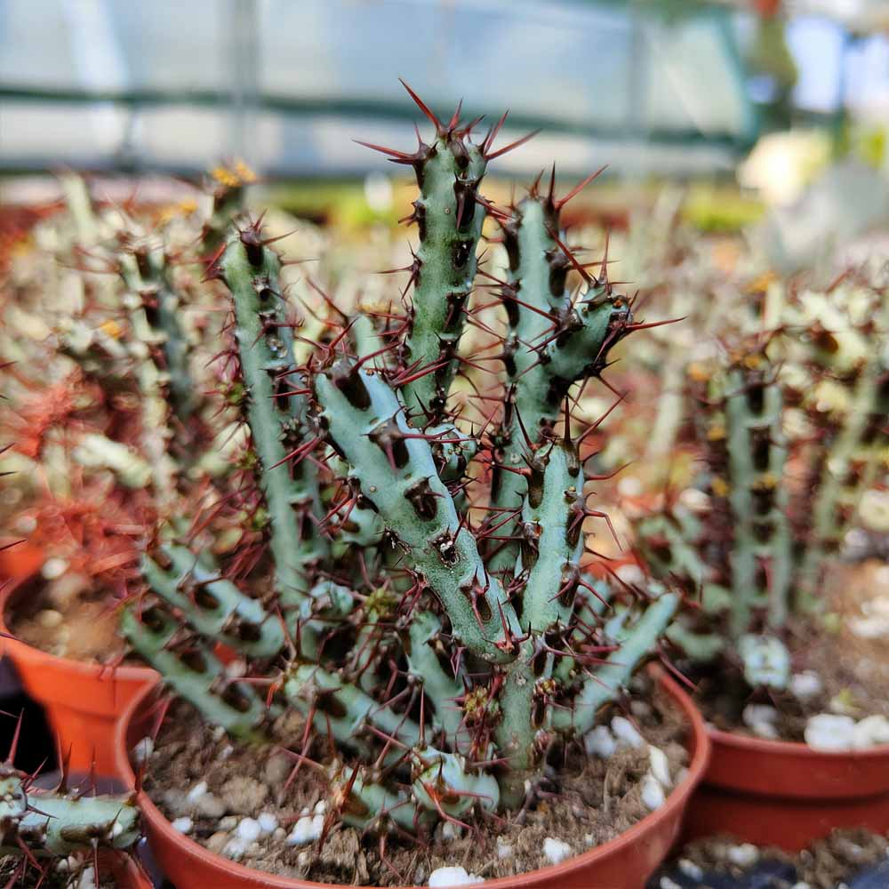 euphorbia aeuriginosa