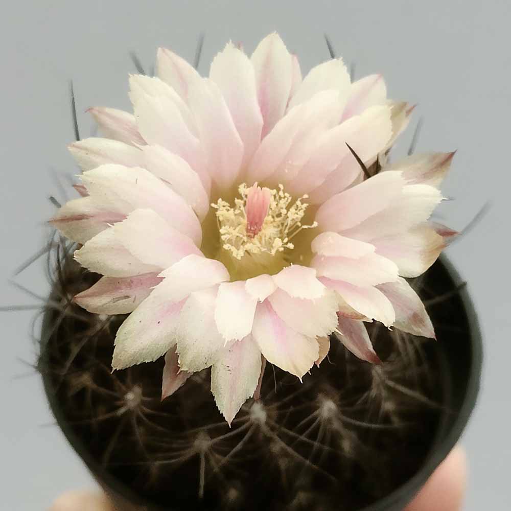 neoporteria paucicostata fiore