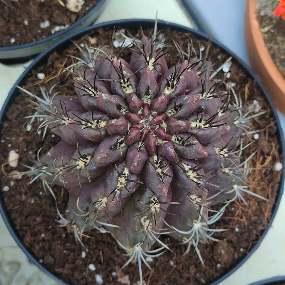 neoporteria paucicostata pianta