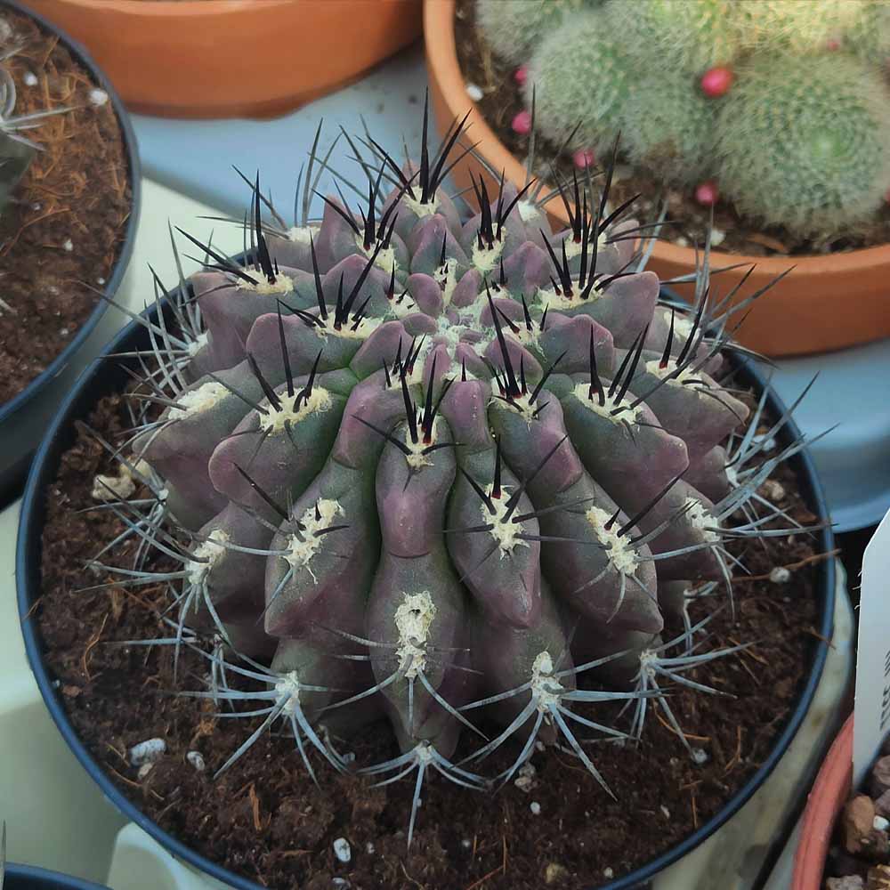 neoporteria paucicostata