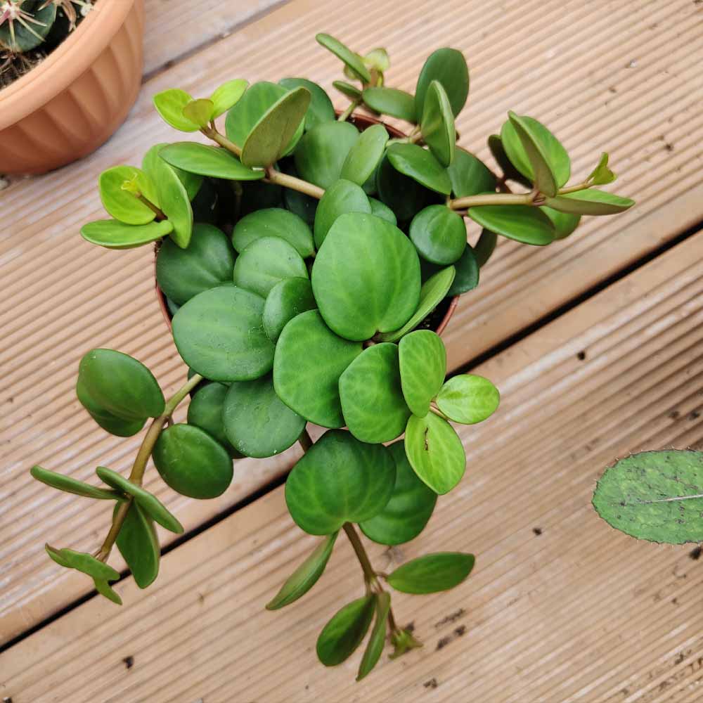 peperomia tetraphylla hope