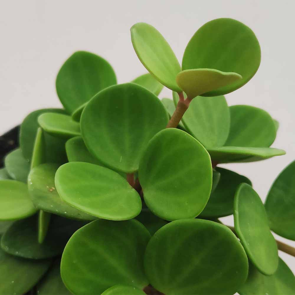 peperomia tetraphylla pianta