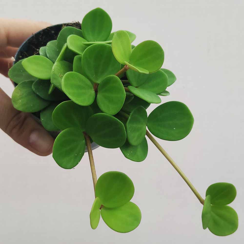 peperomia tetraphylla