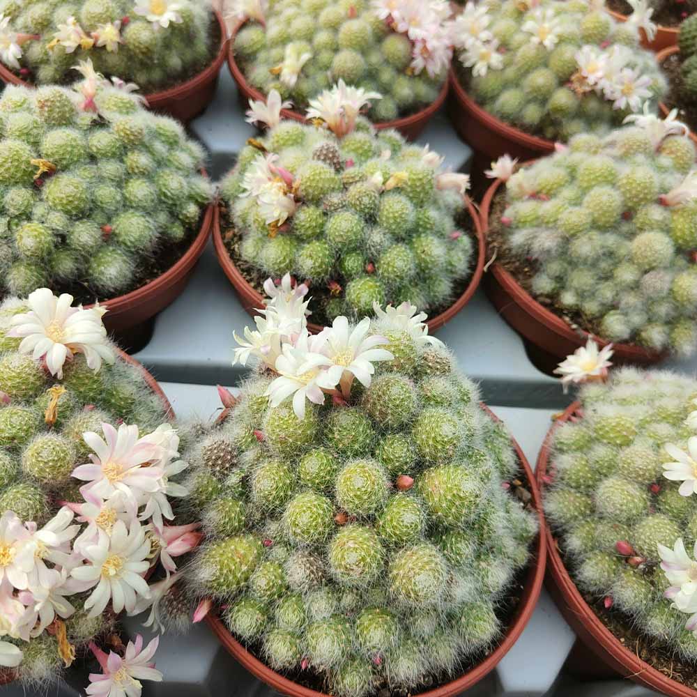 rebutia albiflora pianta