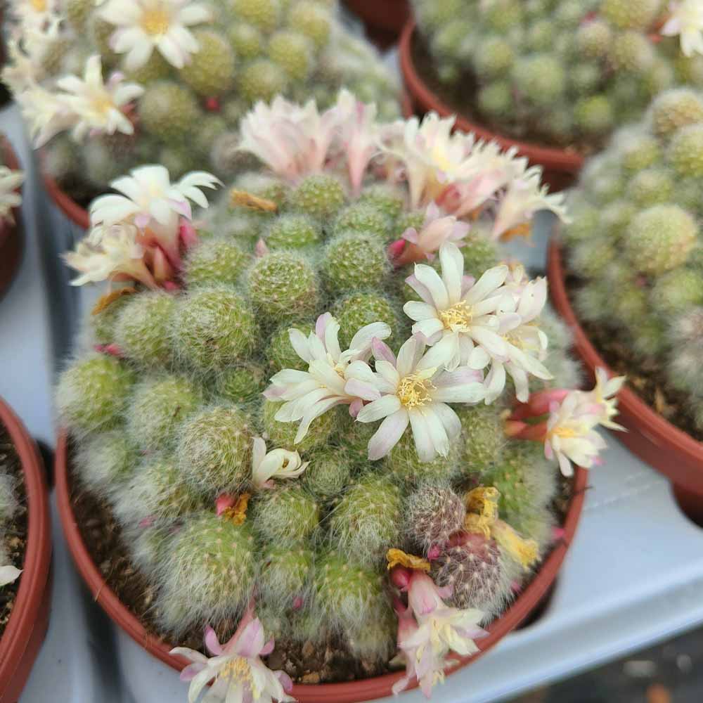 rebutia albiflora
