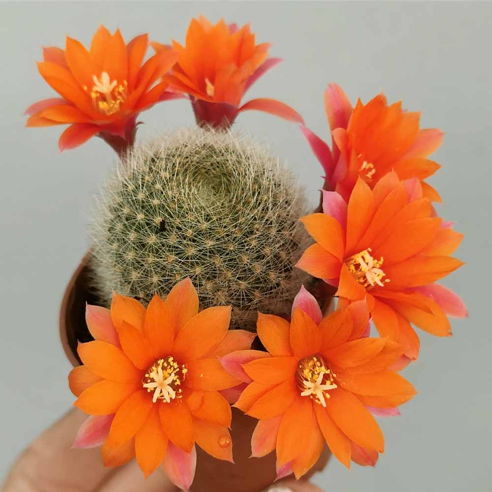 rebutia flavistyla fiore