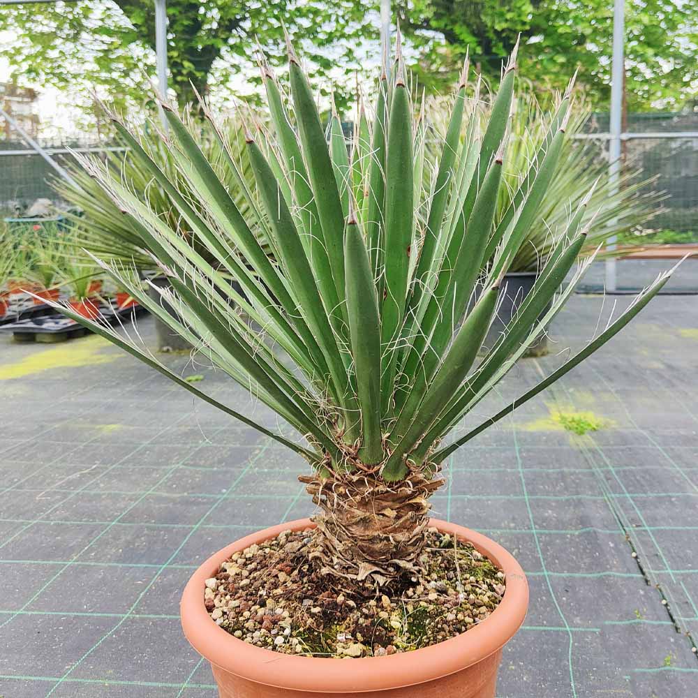 yucca filifera