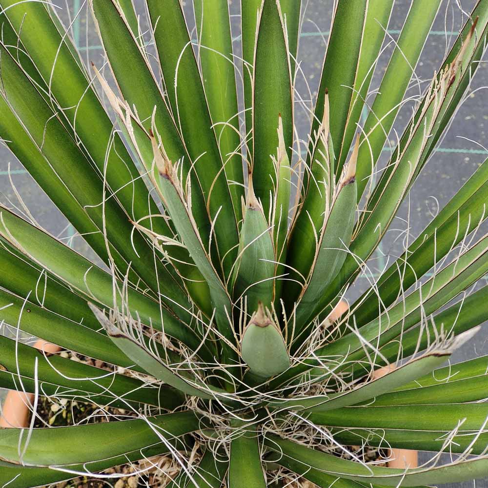 yucca filifera pianta