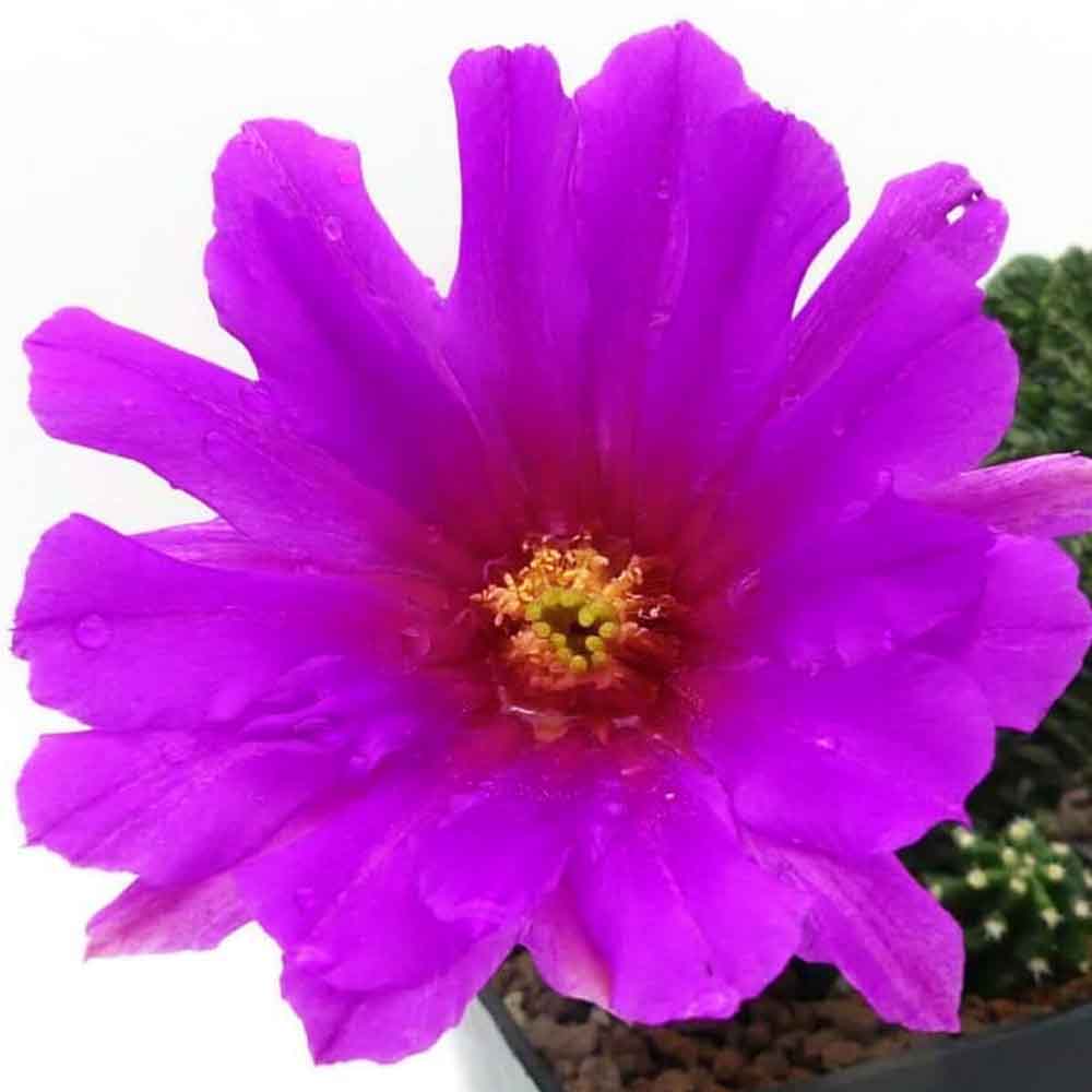 echinocereus morricalii fiore