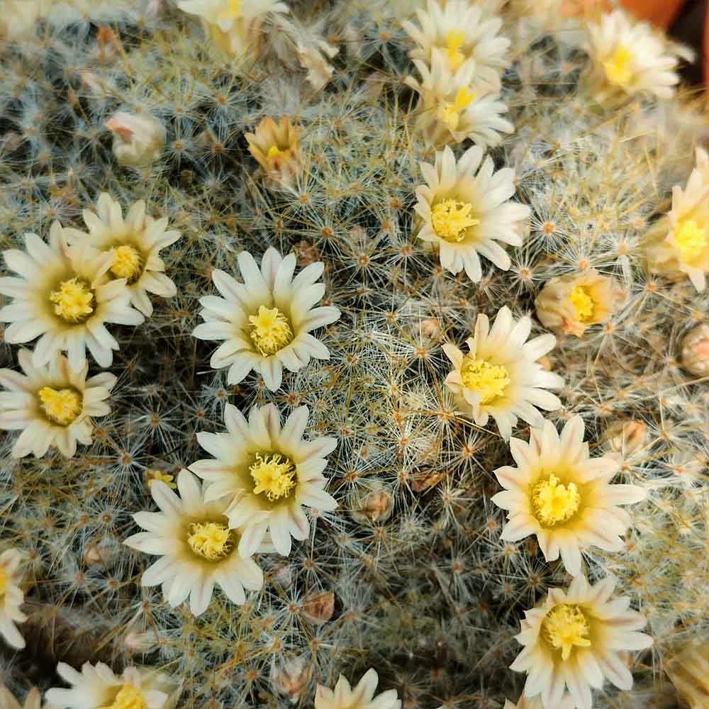 mammillaria prolifera fiori