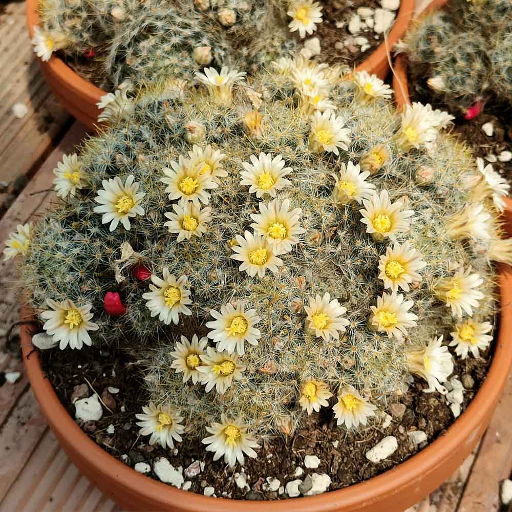 mammillaria prolifera