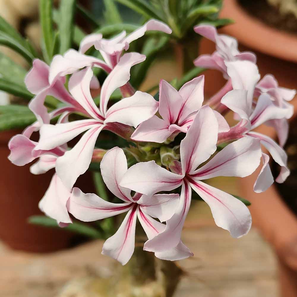 pachypodium bispinosum fiore