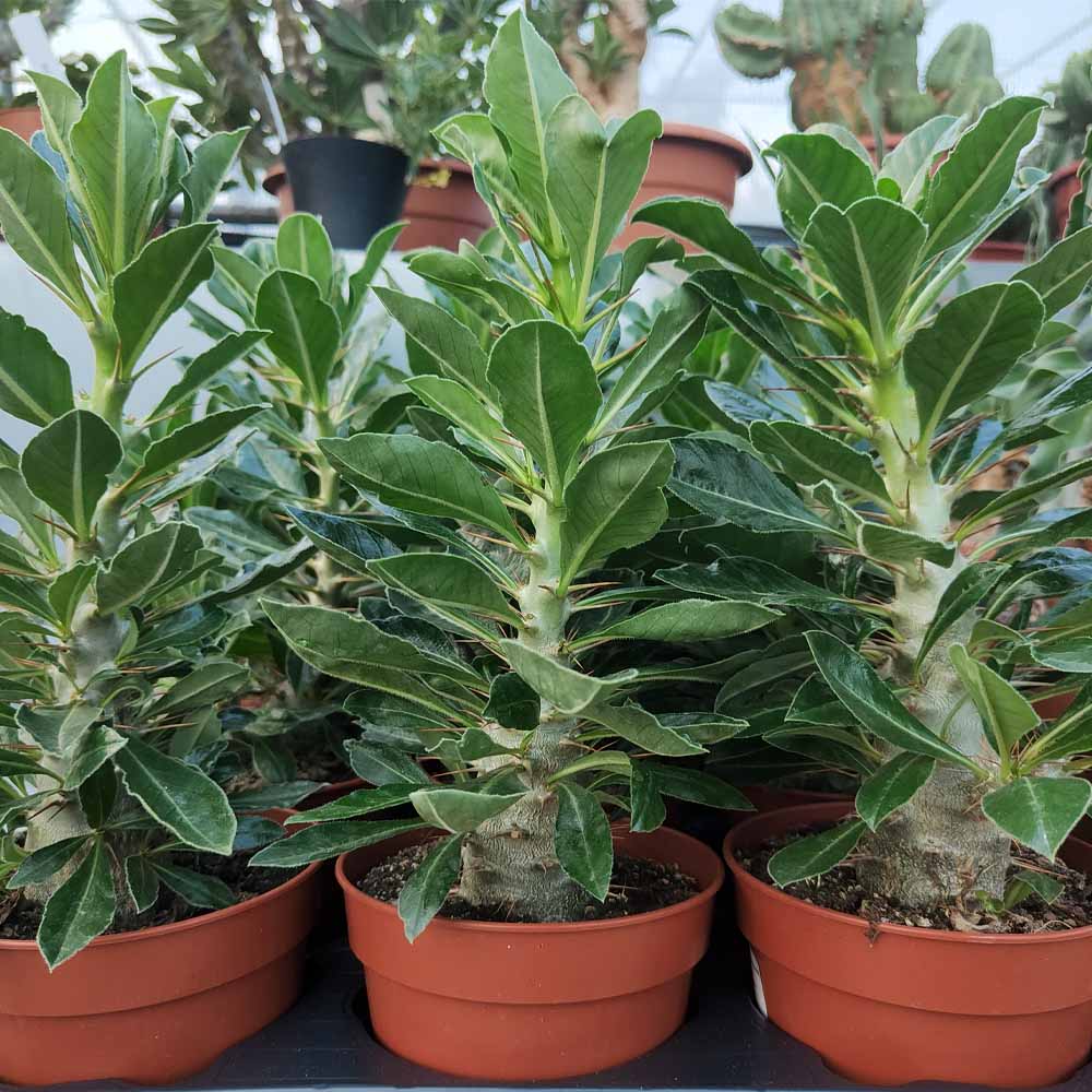 pachypodium saundersi cactus