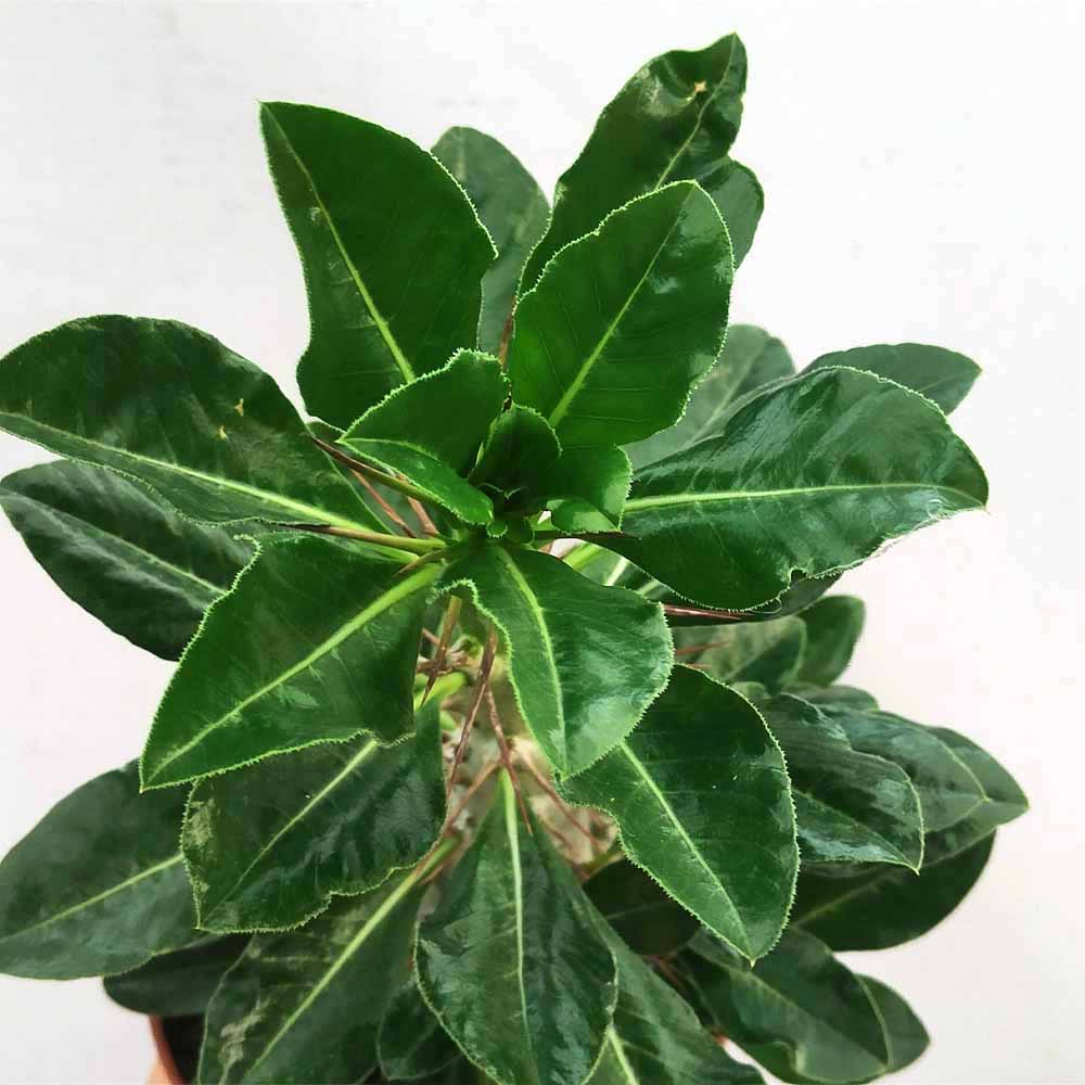pachypodium saundersi