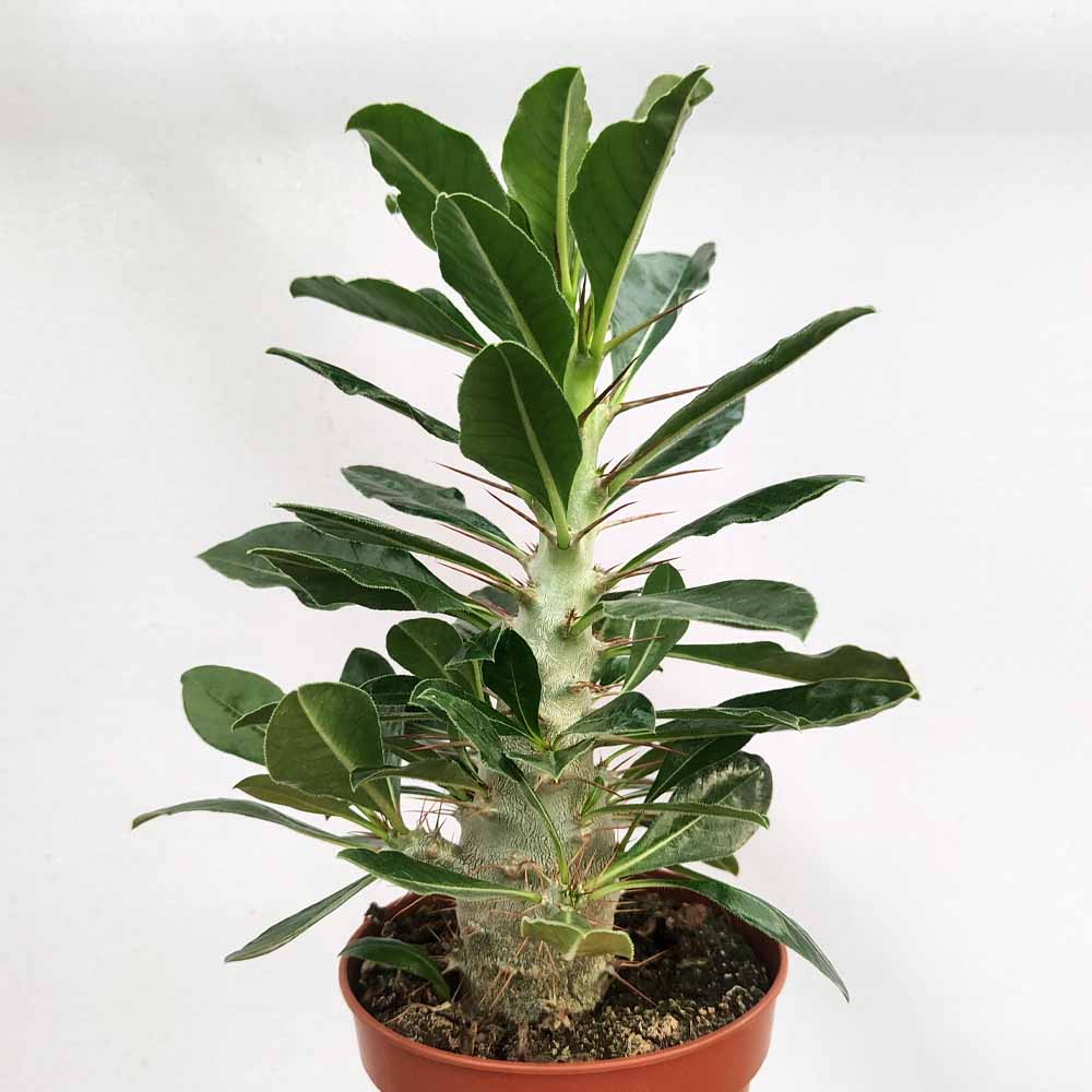 pachypodium saundersii