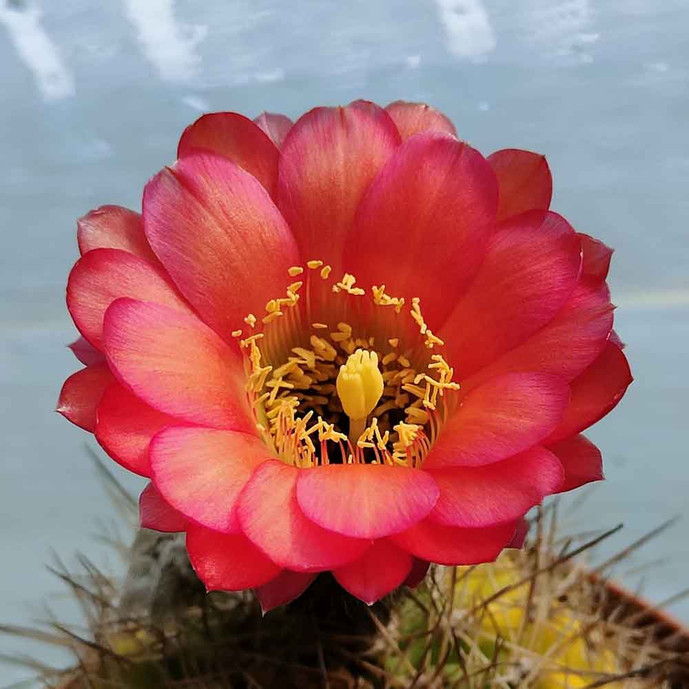 trichocereus rosso fiamma