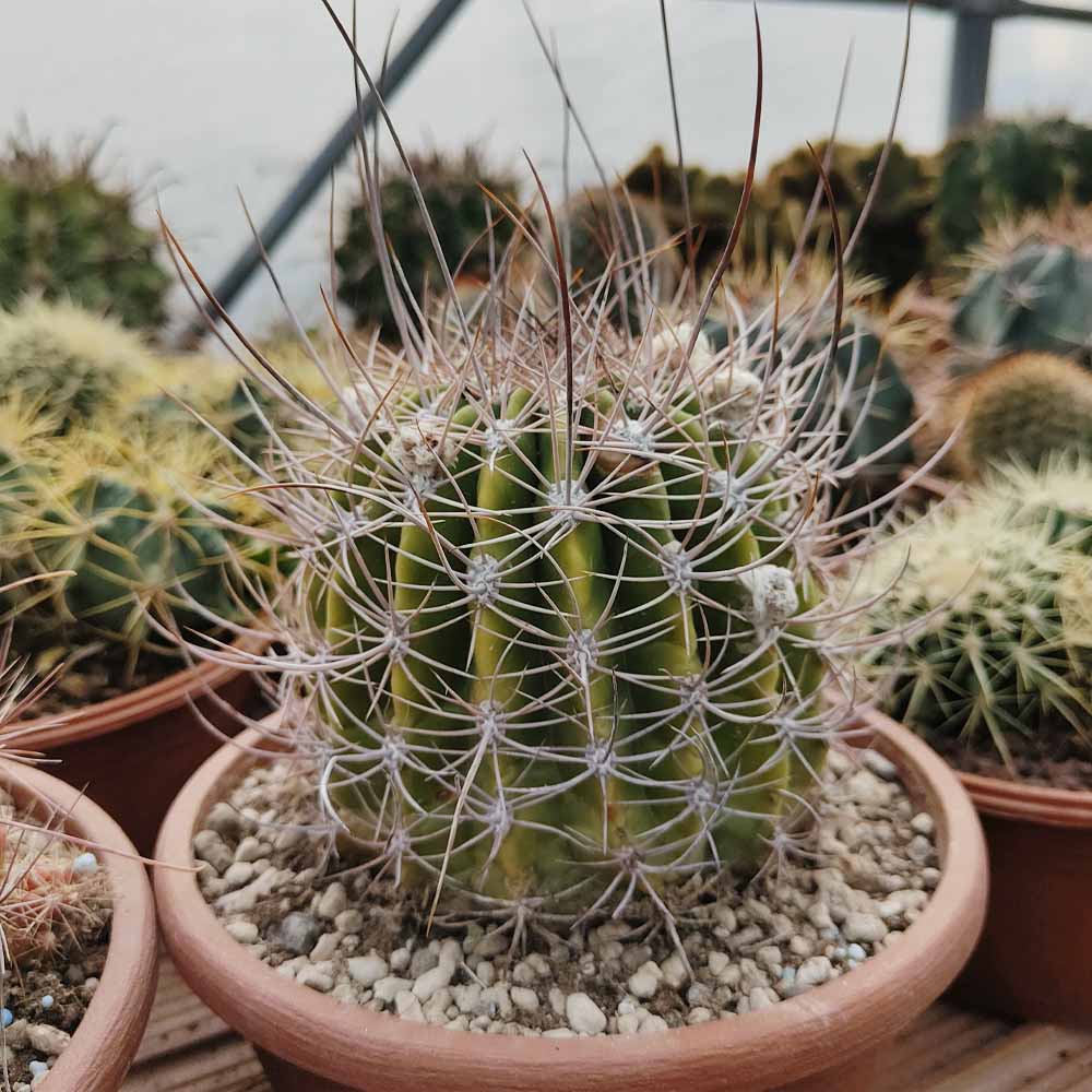 Echinopsis leucantha