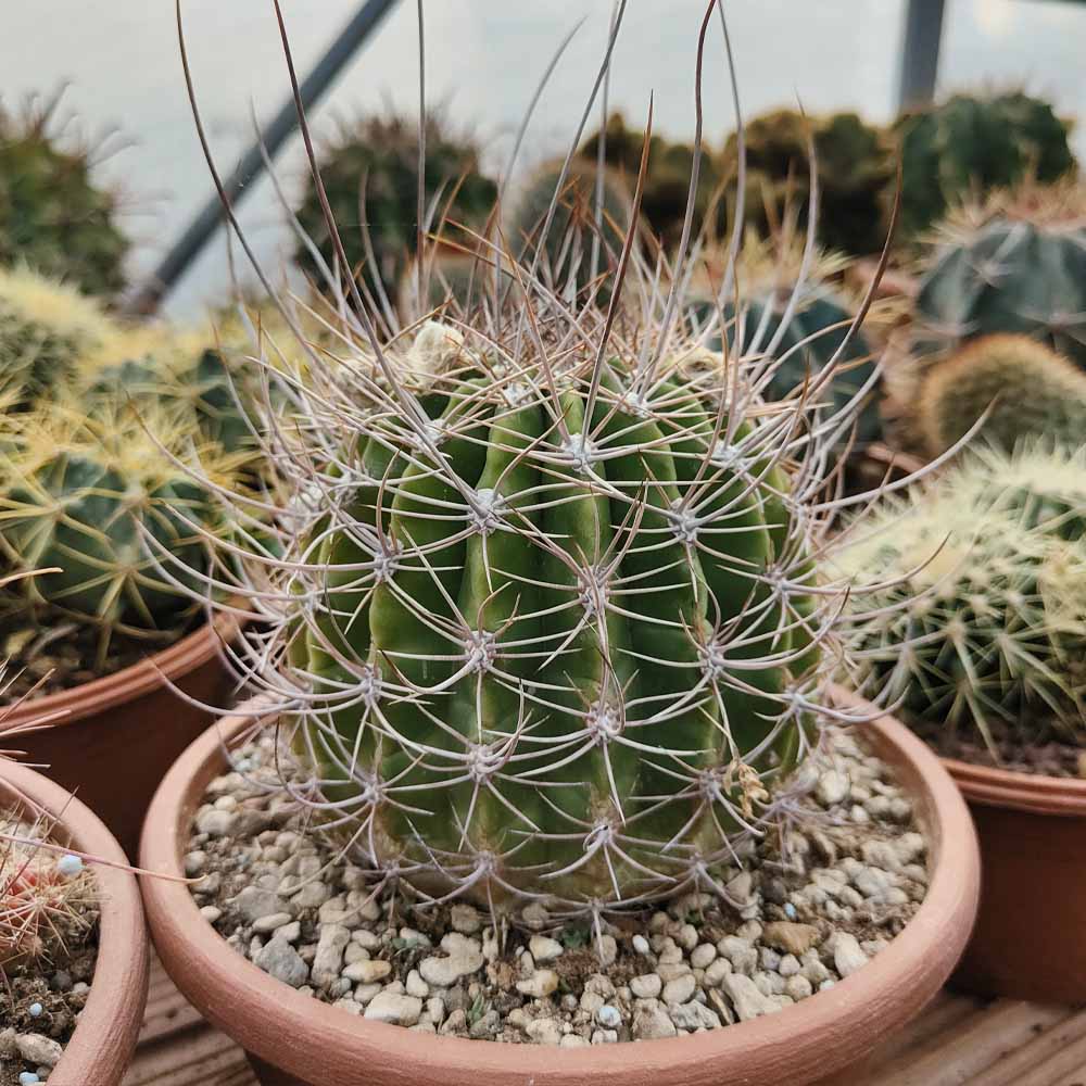 Echinopsis leucantha cactus