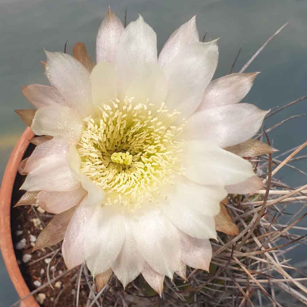 Echinopsis leucantha fiore