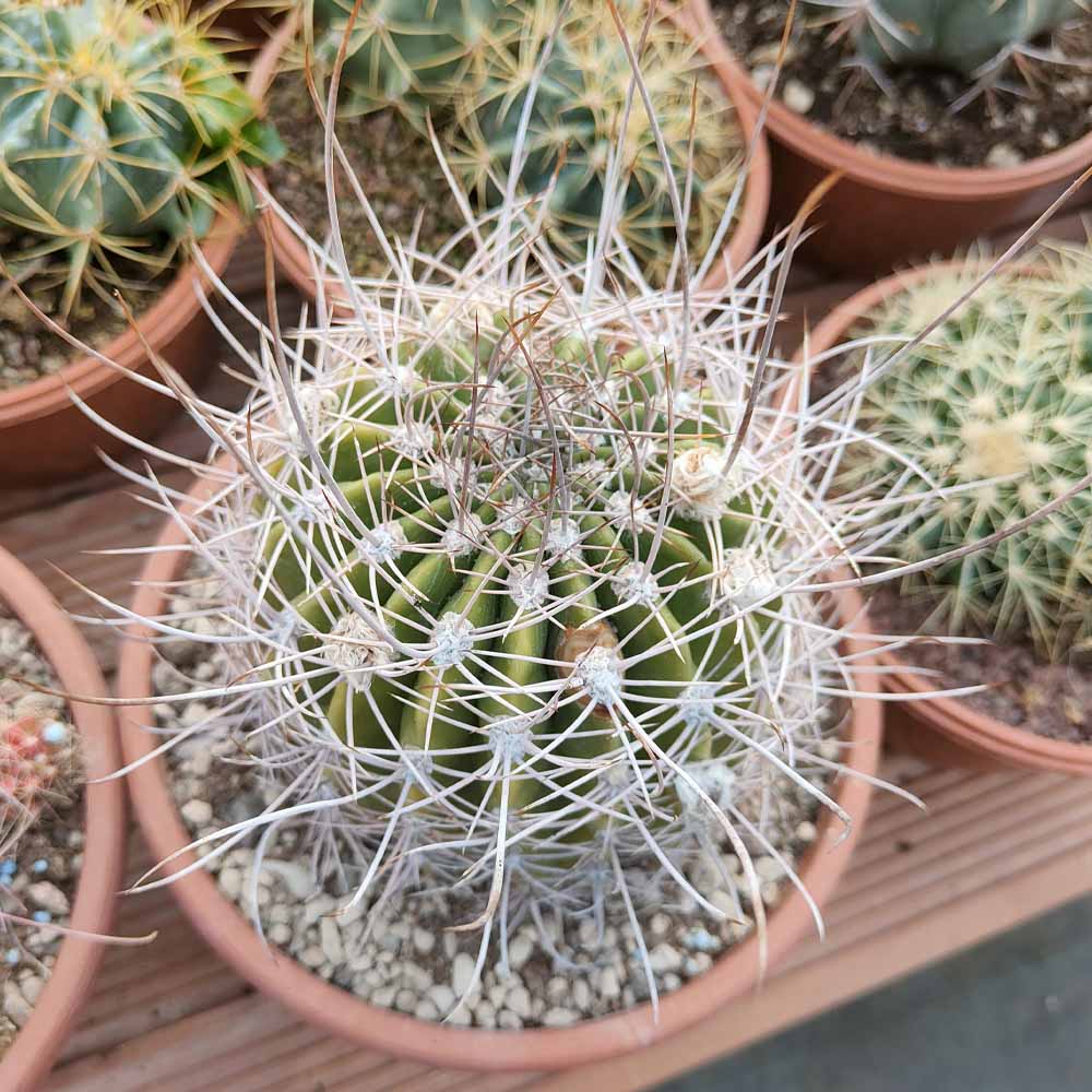 Echinopsis leucantha pianta