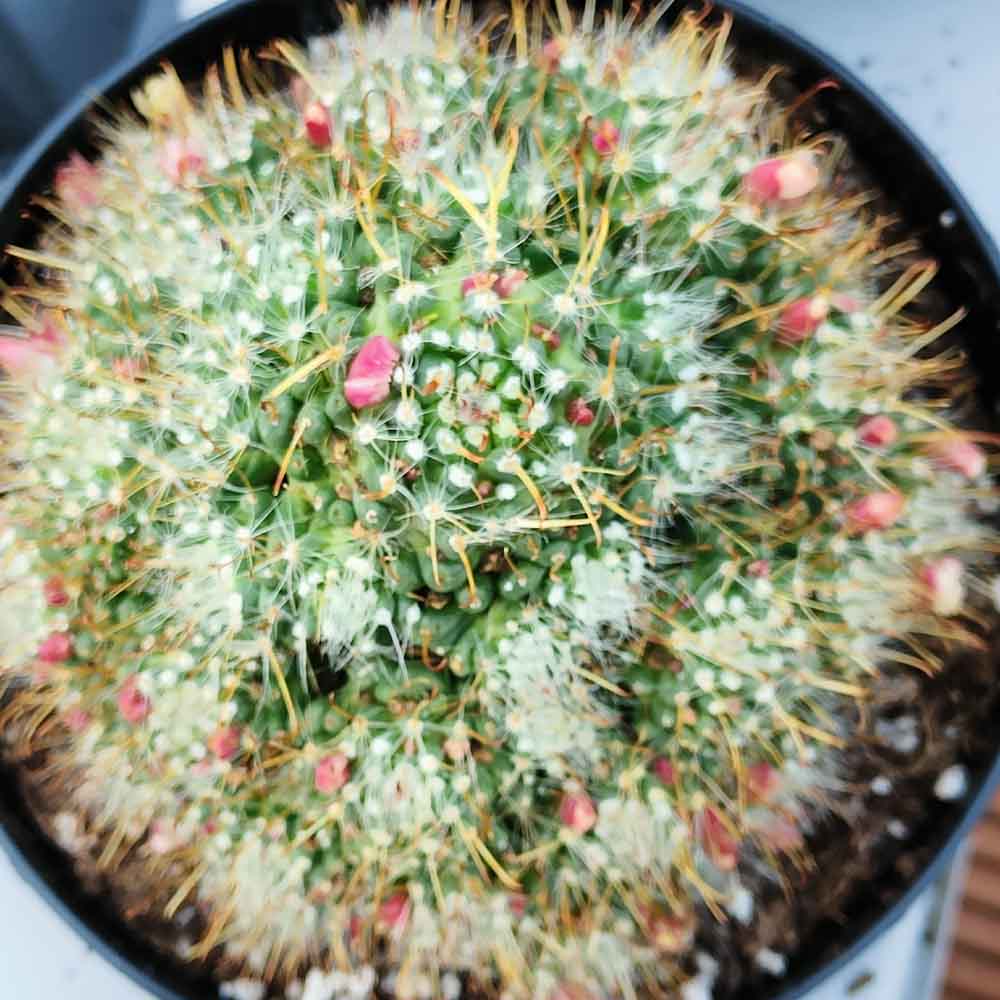 Mammillaria Golden navajo