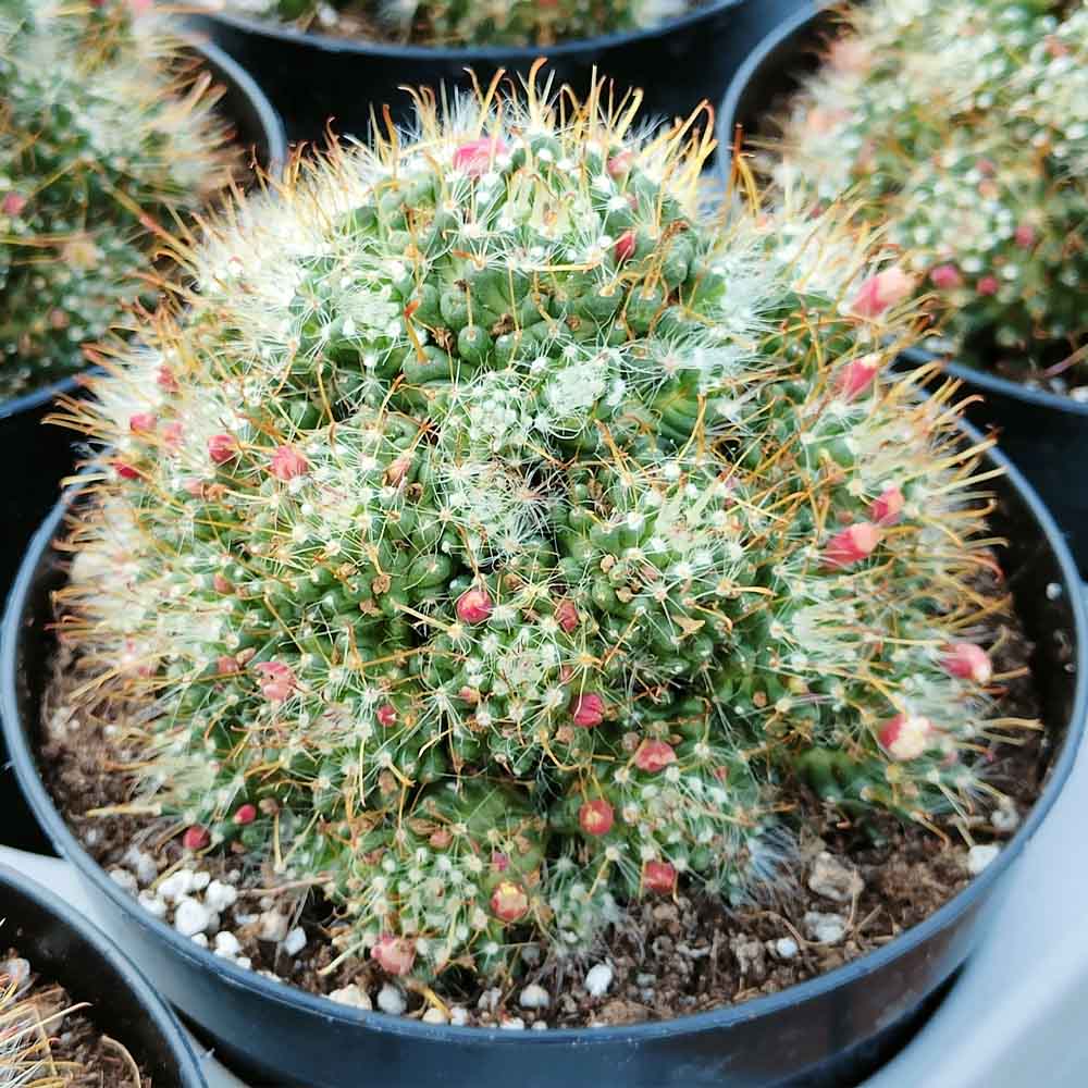 Mammillaria cv Golden navajo