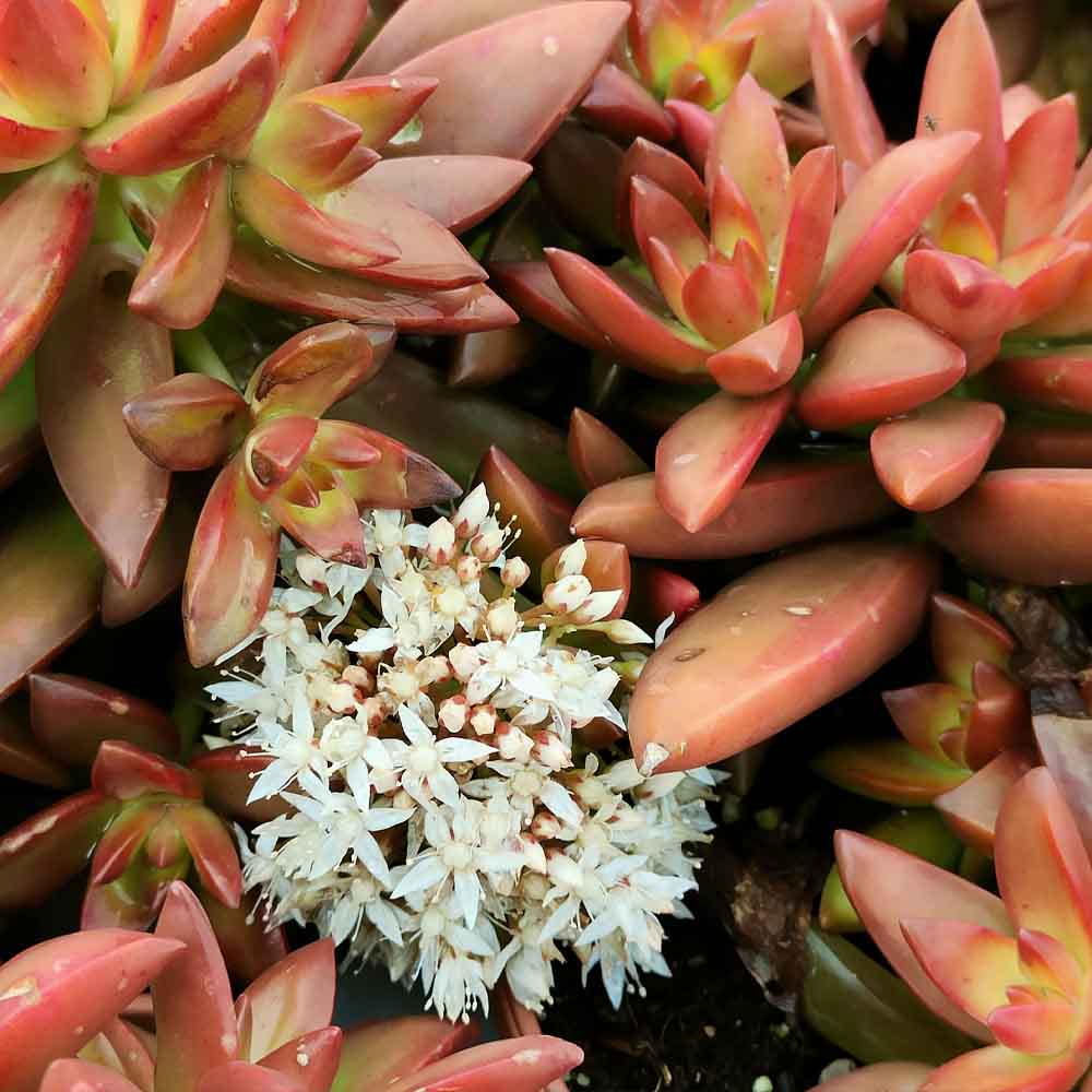 Sedum Firestorm fiore