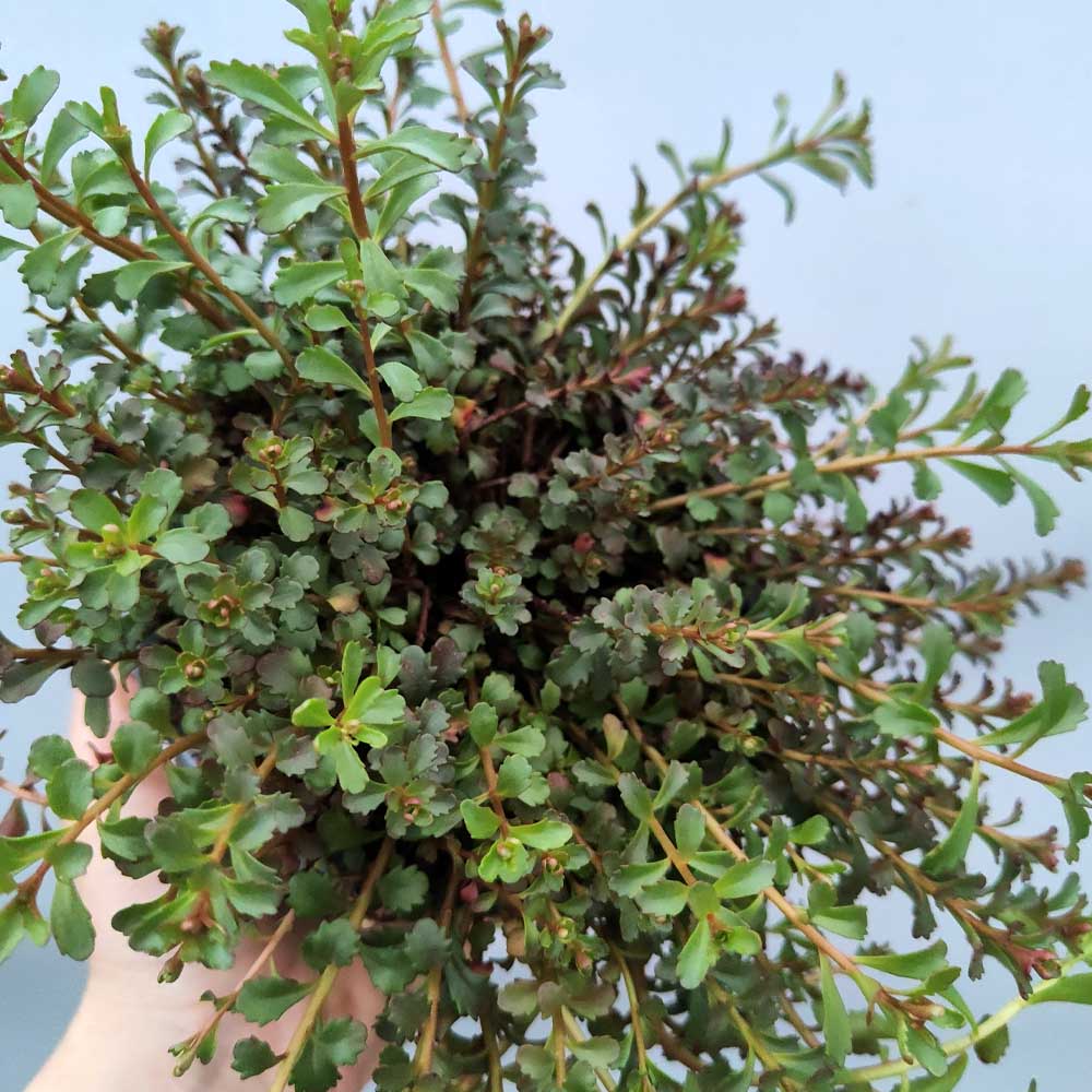 Sedum Weihenstephaner Gold