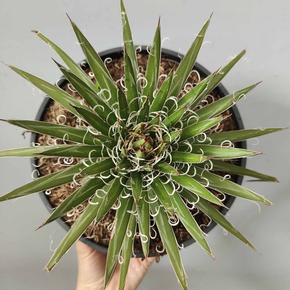 agave geminiflora