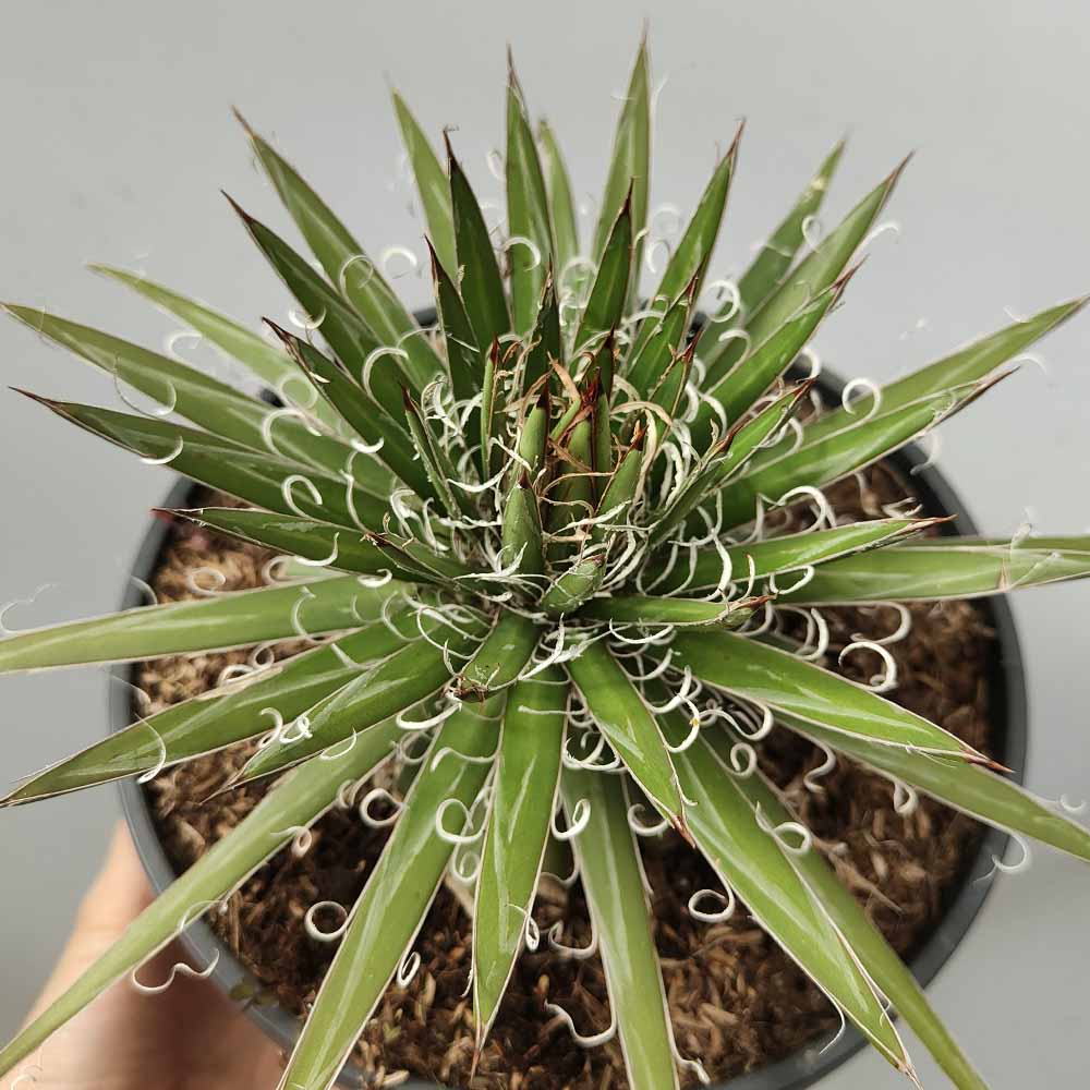 agave geminiflora pianta