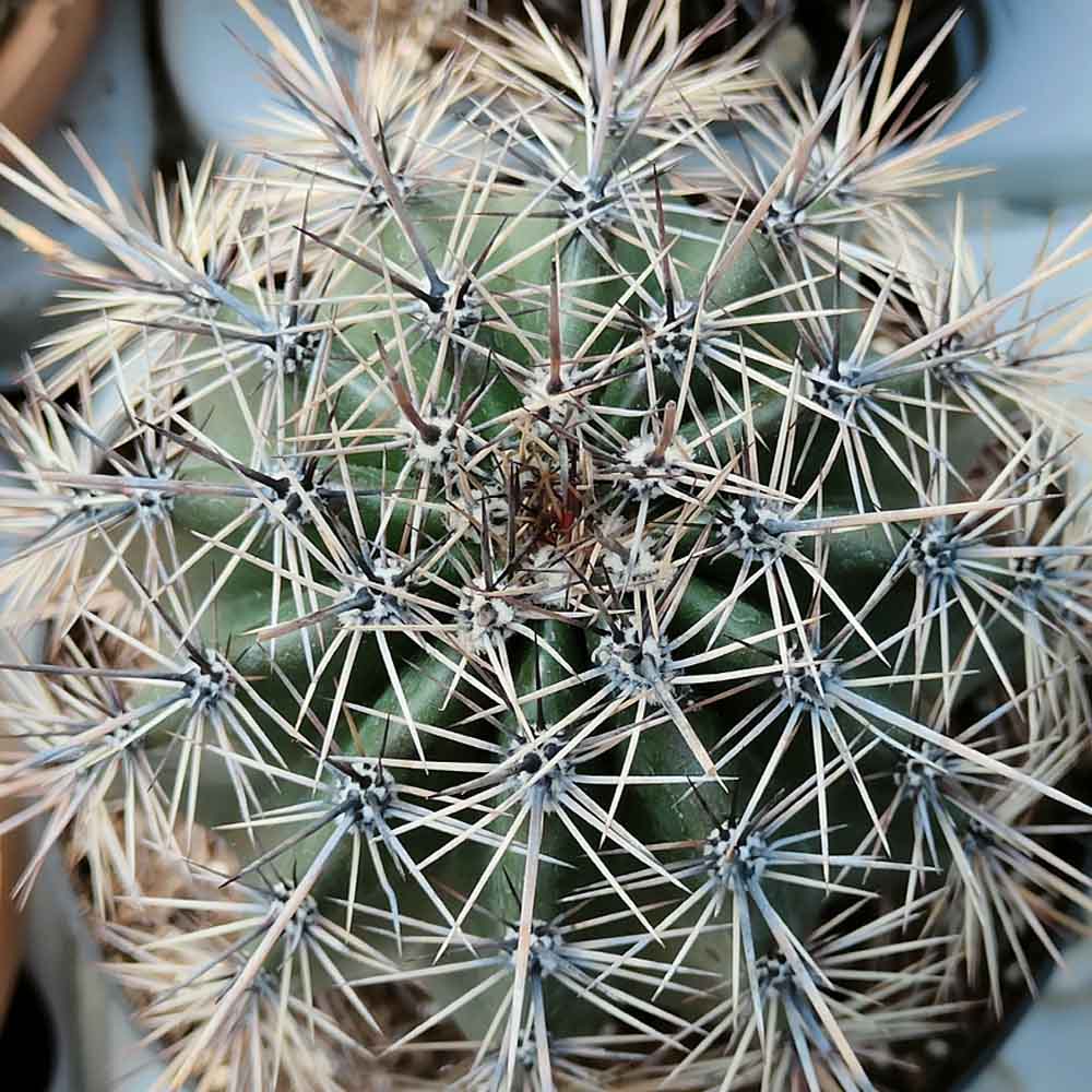 carnegia gigantea cactus