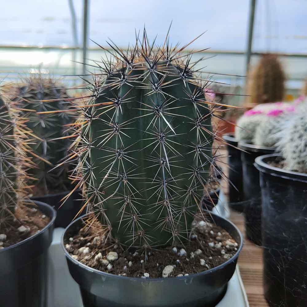 carnegia gigantea
