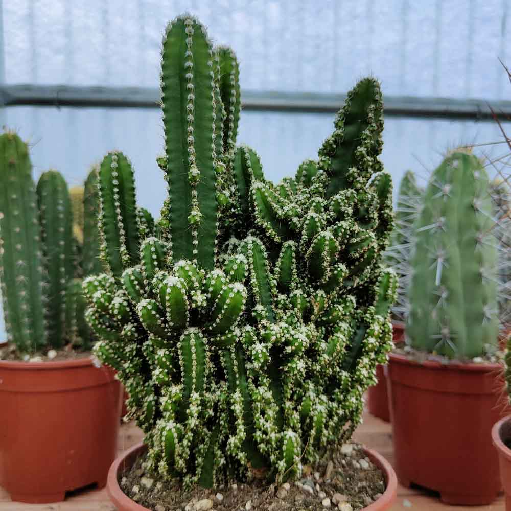cereus florida cactus