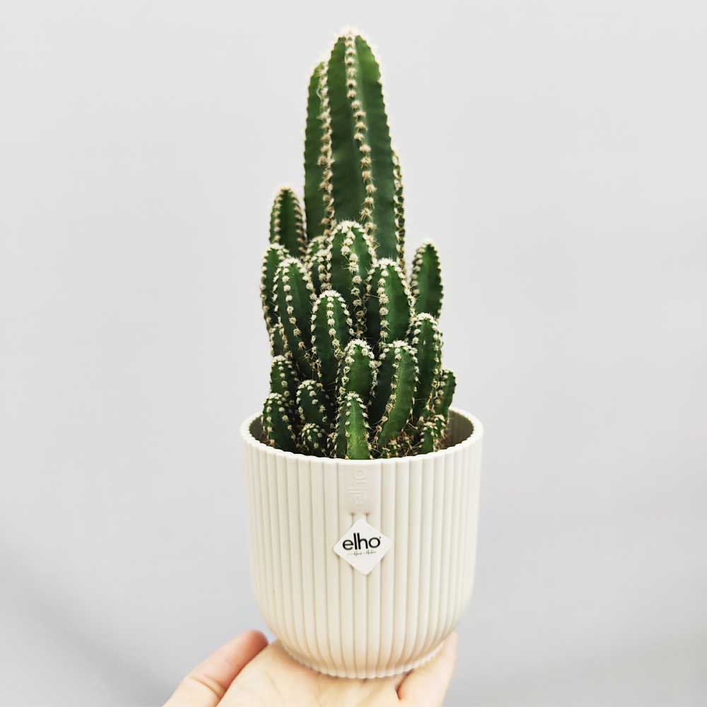 cereus florida vaso vibes bianco