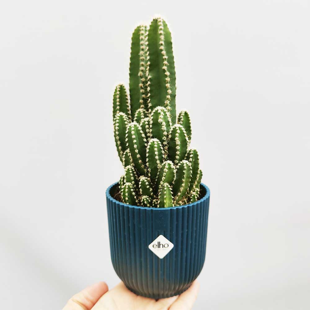 cereus florida vaso vibes blu