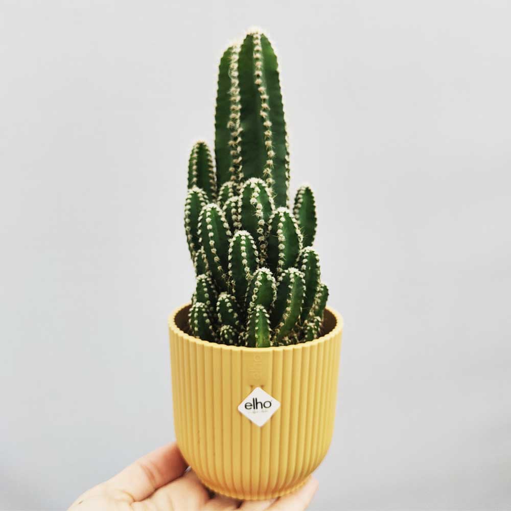 cereus florida vaso vibes giallo