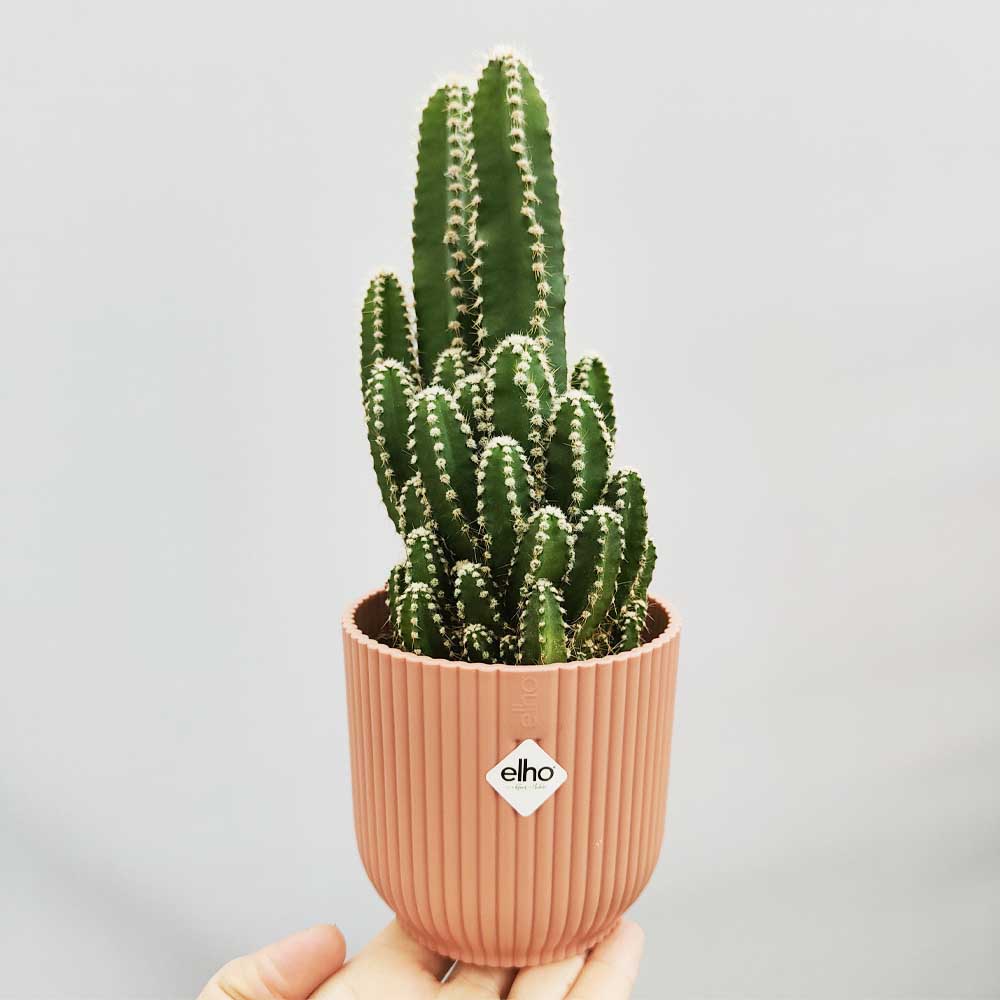 cereus florida vaso vibes rosa