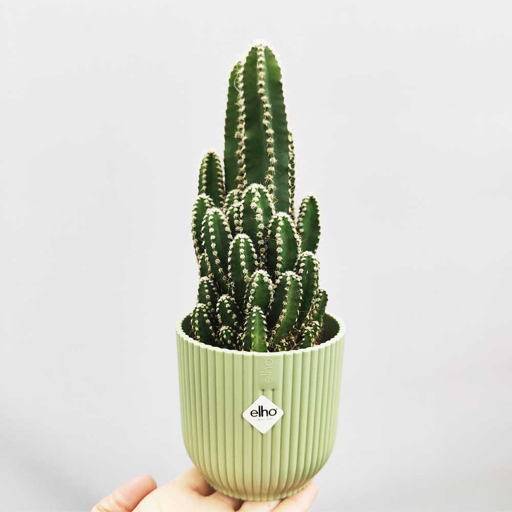 cereus florida vaso vibes verde