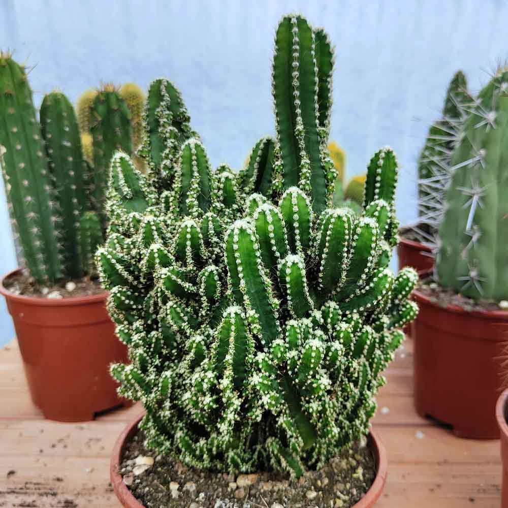 cereus florida