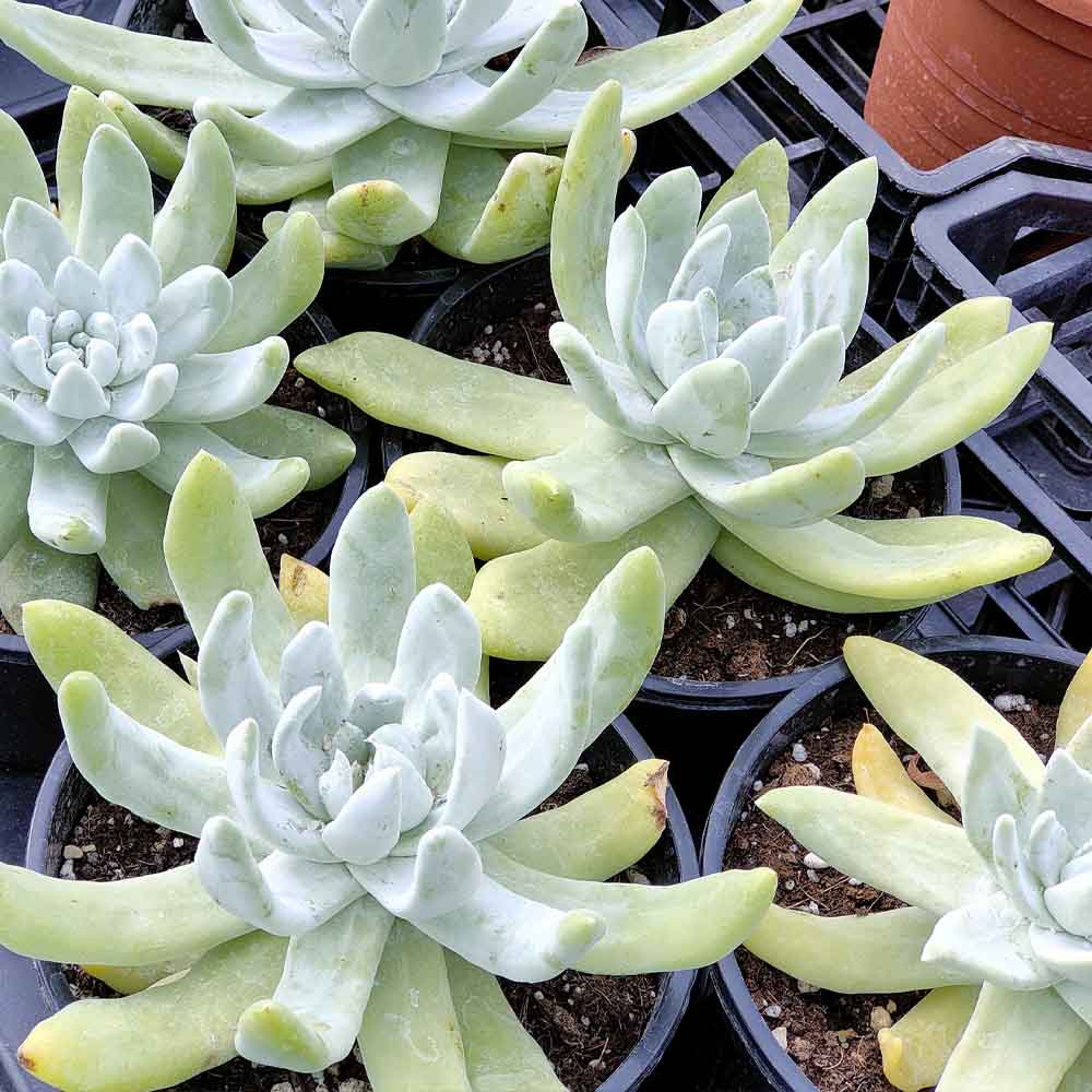 dudleya pianta grassa