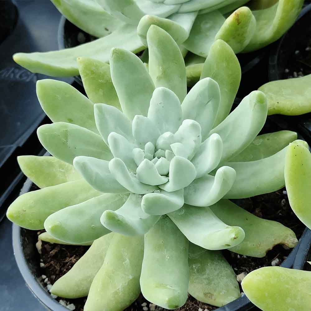 dudleya