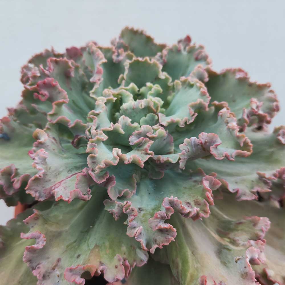 echeveria crenulata pianta