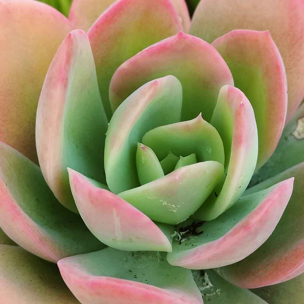 echeveria luella pianta