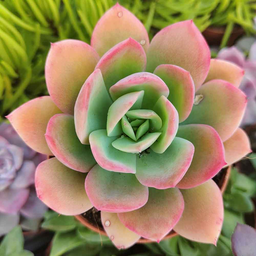 echeveria luella