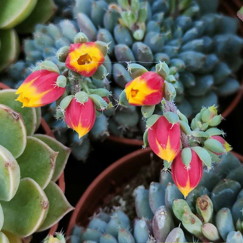echeveria rundelli fiore