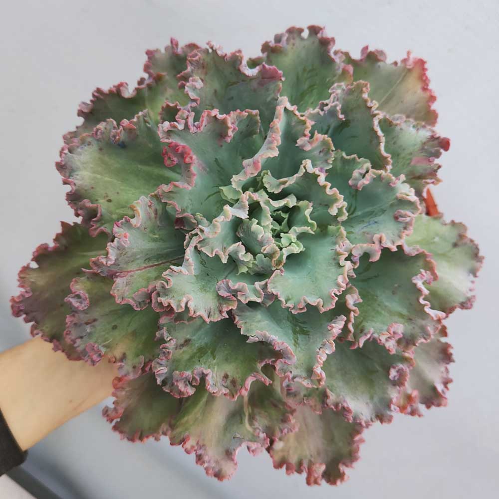 echeveria x crenulata pianta
