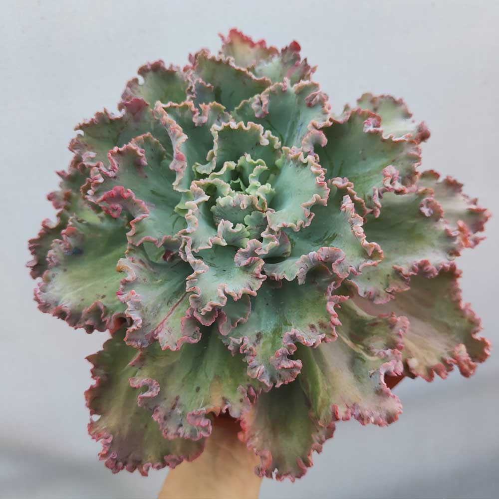echeveria x crenulata