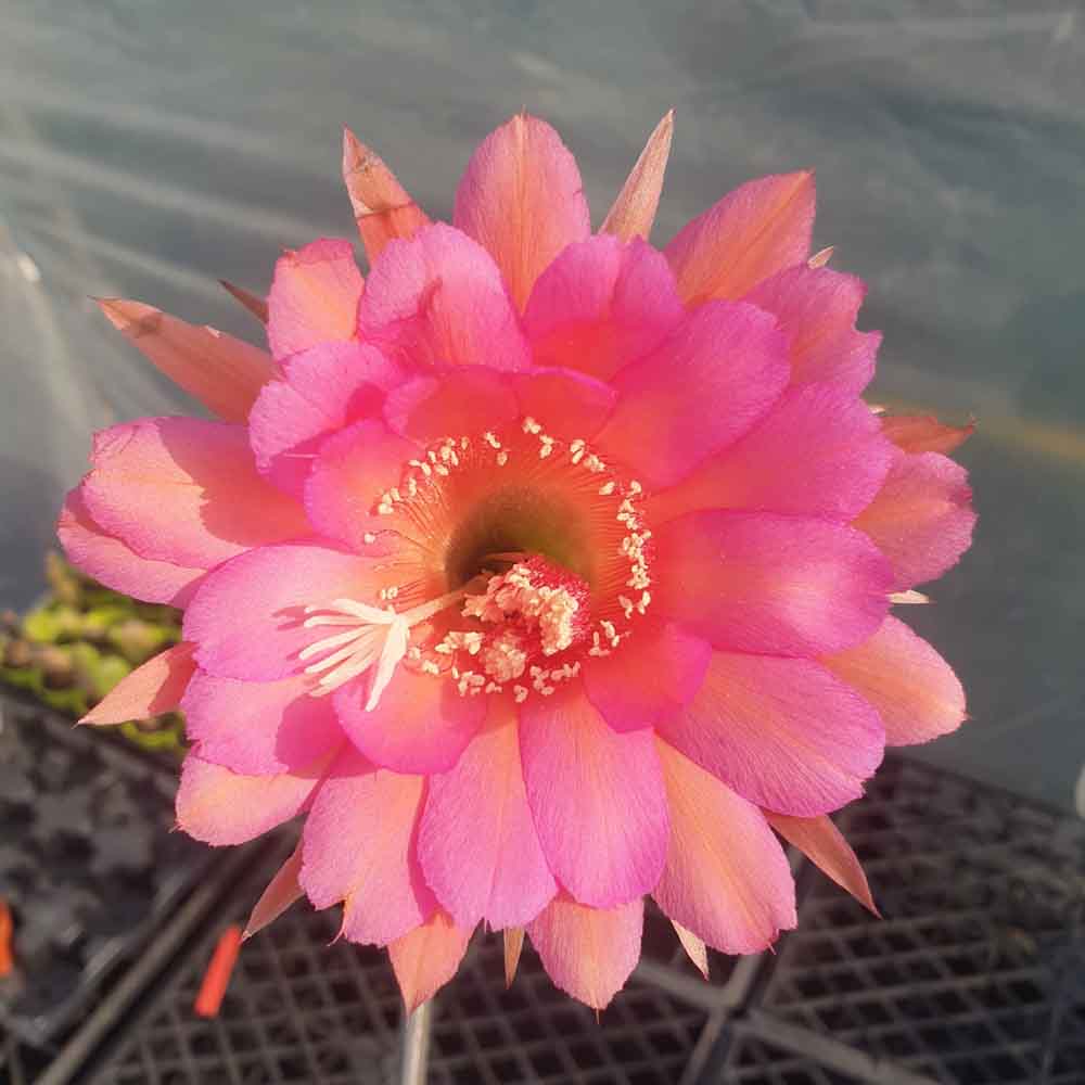 echinopsis fiore magenta