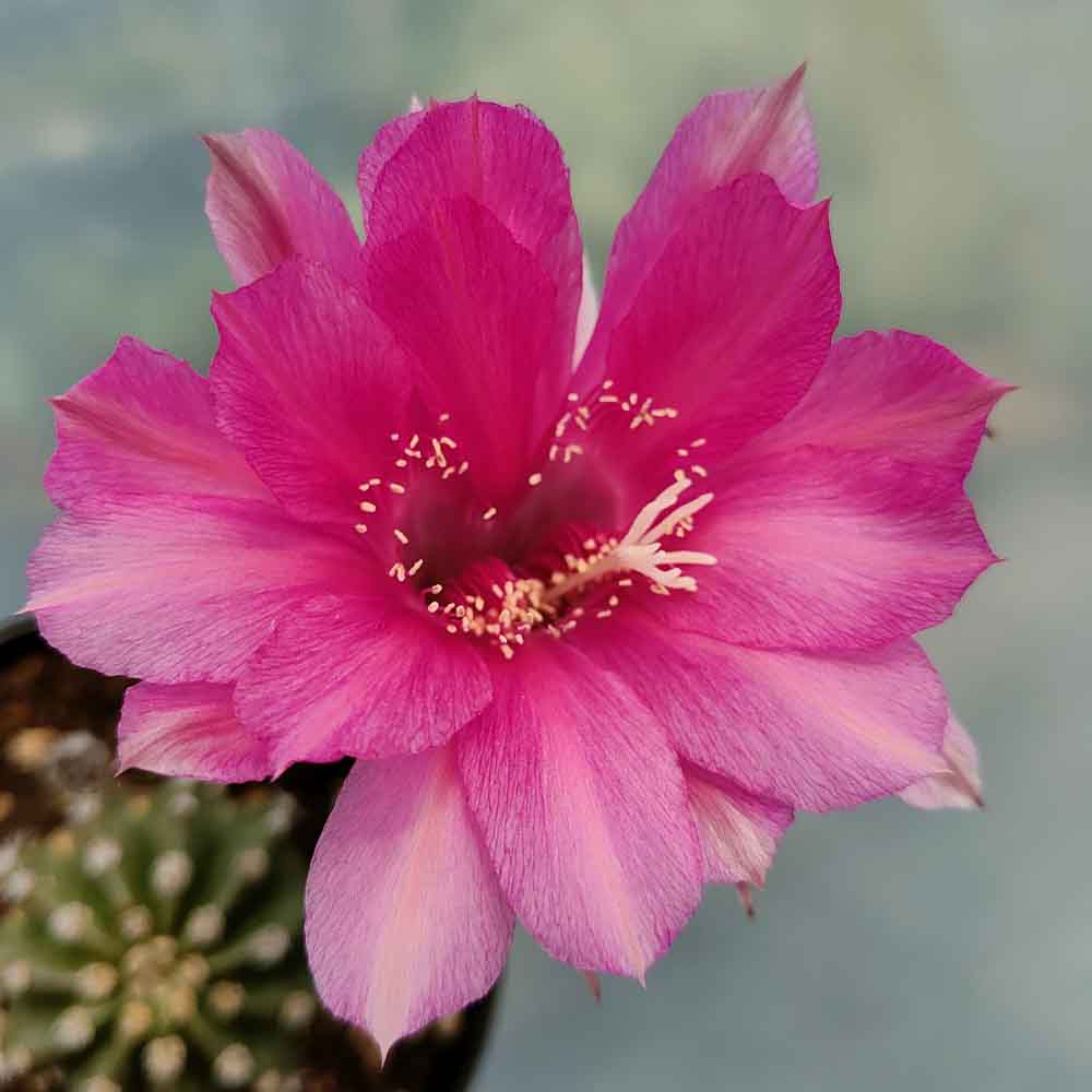 echinopsis hib fuxia fiore